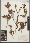 Foto von Salix myrtilloides L. x Salix repens L.
